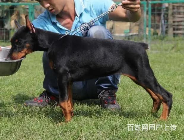 哪里卖杜宾幼犬 纯种杜宾犬 德系杜宾 终身售后 可 - 图片 7