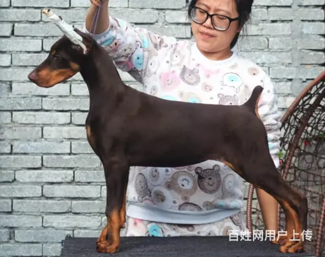 杜宾犬多少钱一只、杜宾犬怎么训练 - 图片 4